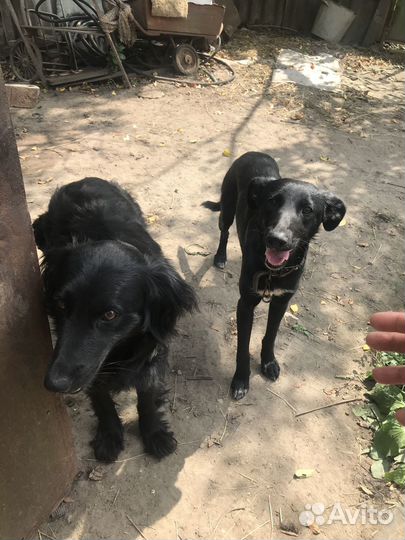 Отдам добрых девочек. Пушистая стерилизавана