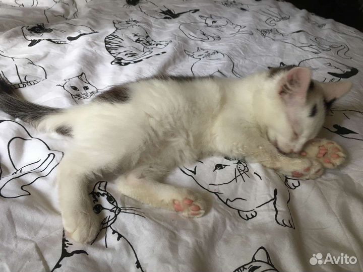 Отдам котенка в добрые руки