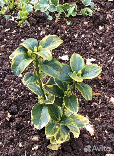 Бересклет японский