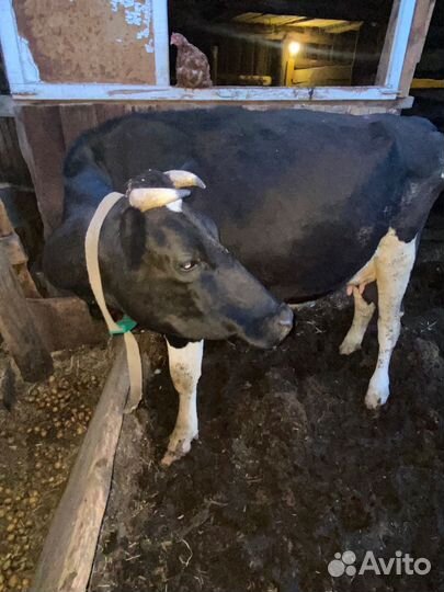 Корова дойная с теленком
