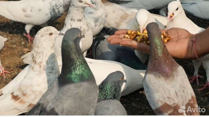 Голуби домашние