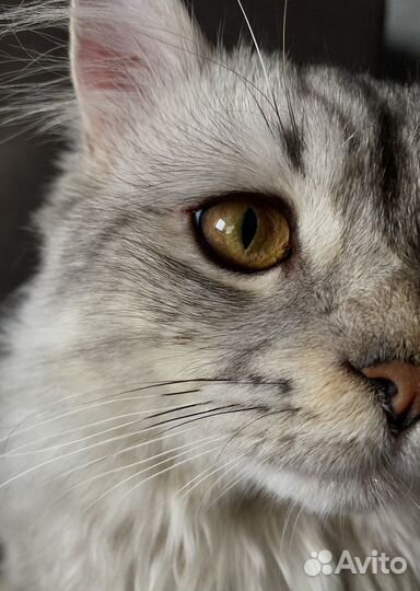 Шотландский кот вязка