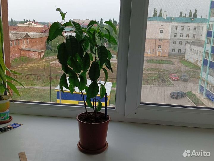 Марокканский мандарин 2 в 1