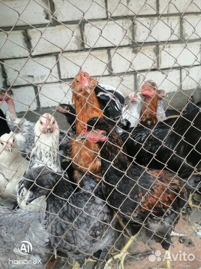 Молодые куры мясо яичных пород