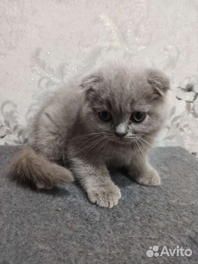 Британские вислоухие котята серые