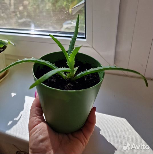 Алоэ вера растение