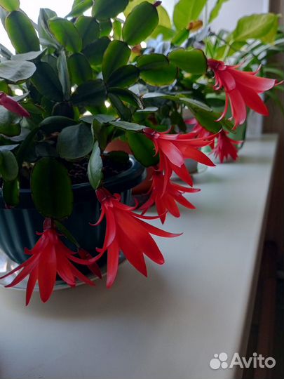 Цветы комнатные