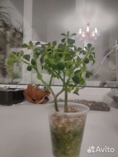 Суккуленты