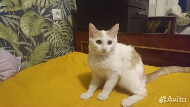 Отдам котенка в добрые руки