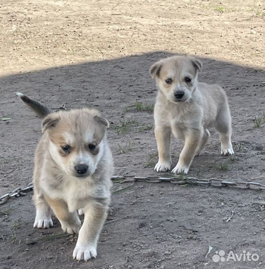 Щенки хаски