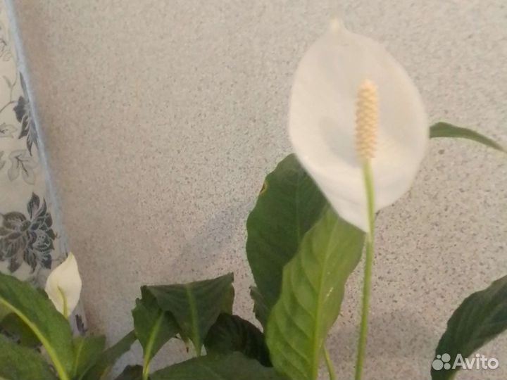 Спатифиллум