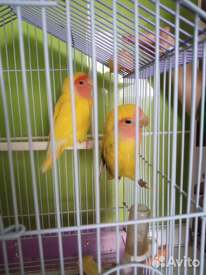 Попугай неразлучники с клеткой