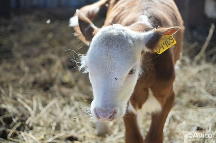 Коровы Герефорд класса класса элита и элита-рекорд