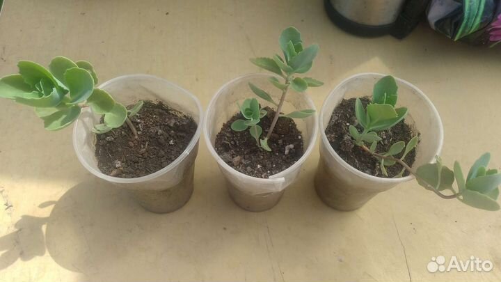 Седум очиток