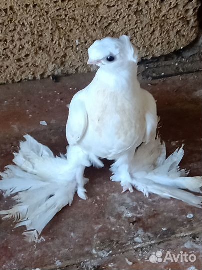 Продажа статных голубей