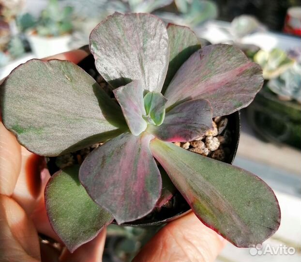 Суккуленты