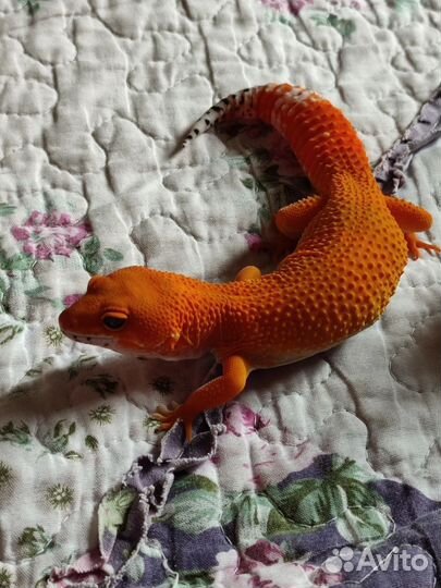 Эублевар (блад)