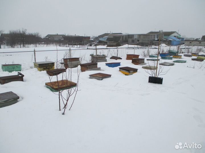 Пчелосемьи