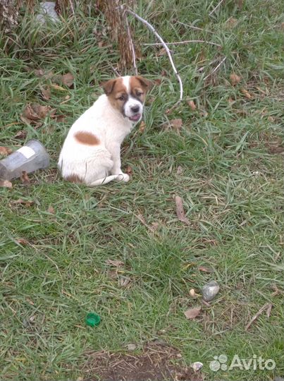 Бездомные щенки