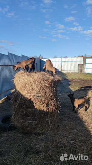 Продается коза с козленком