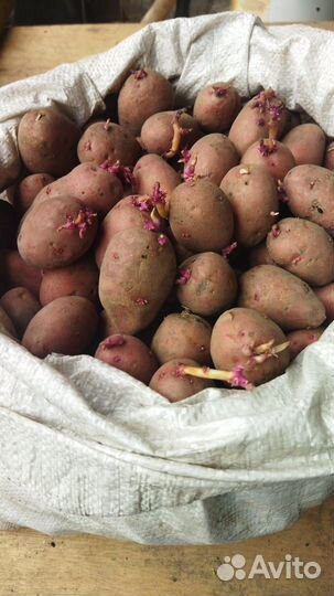 Семенной картофель