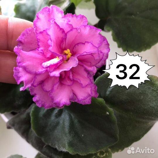 Фиалка махровая сортовая пышная