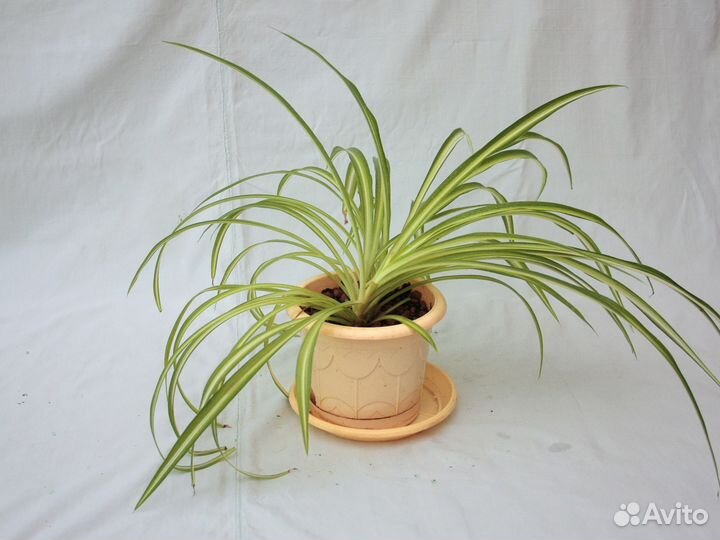 Цветок хлорофитум хохлатый