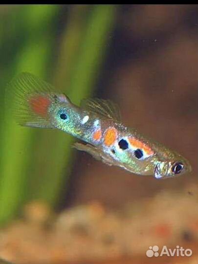 Аквариумные рыбки гуппи