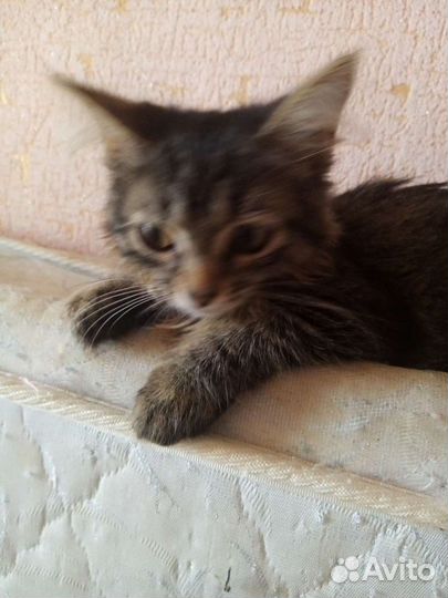 Котенок в добрые руки