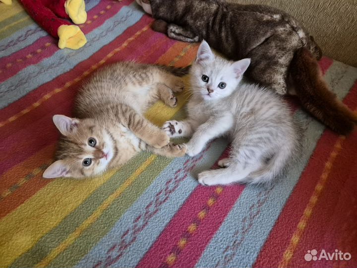 Британский котенок