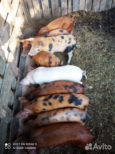 Поросята дюрок