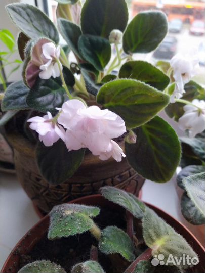 Сортовые фиалки