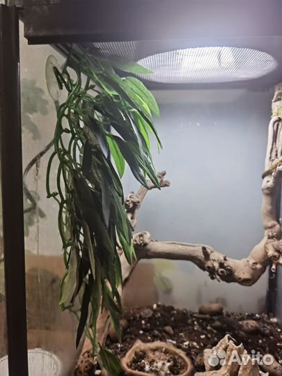 Ресничный бананоед. Девочка