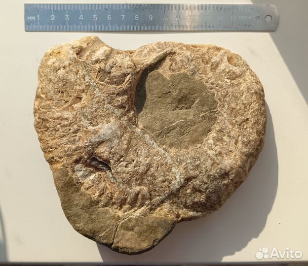 Аммонит, спил