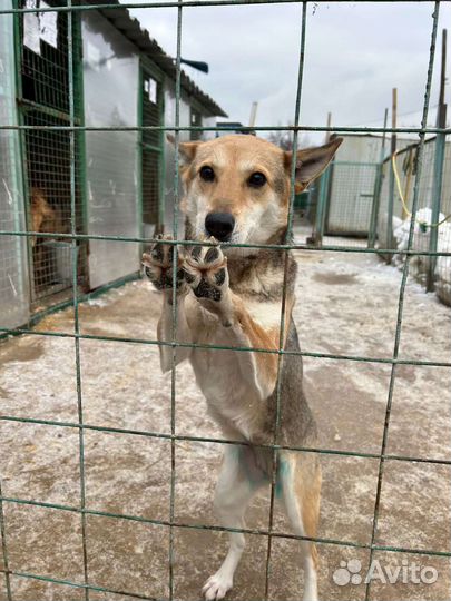 Собака для семьи