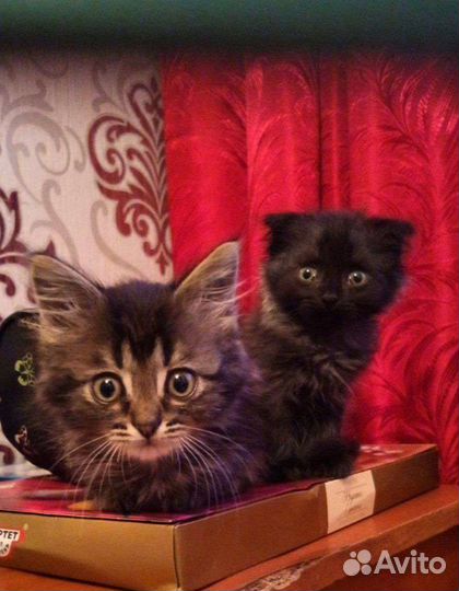 Котятки в добрые руки