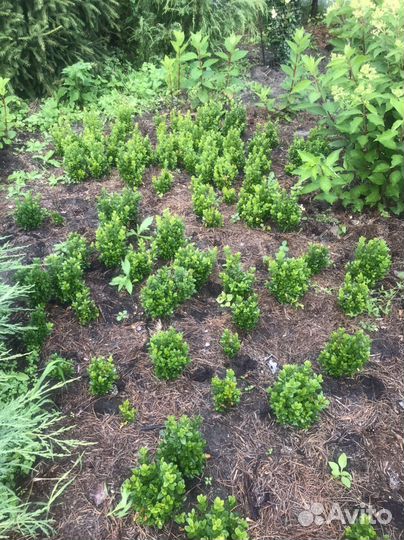 Саженцы самшита