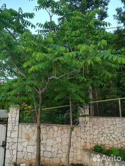 Саженцы Ореха Маньчжурского