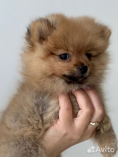 Шпиц мини девочка