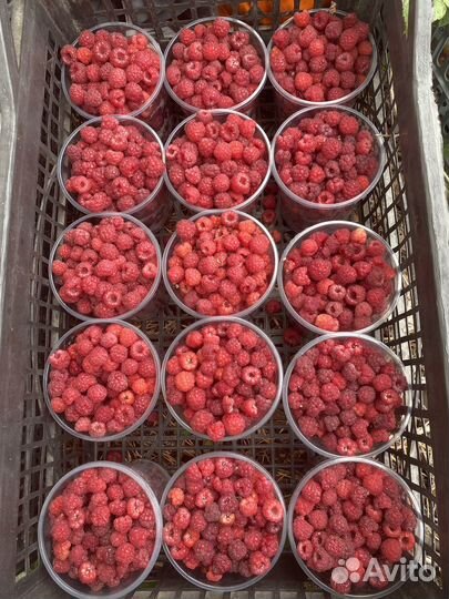 Малина лесная