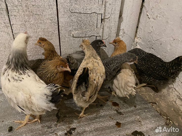 Курочки молодки от 4,5 месяцев все курочки