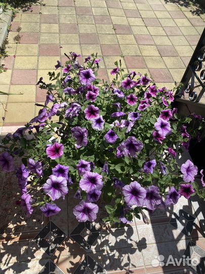 Петуния серии Тайдал