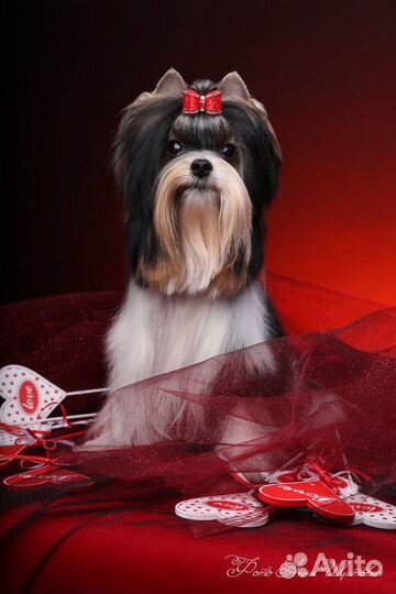 Бивер вязка