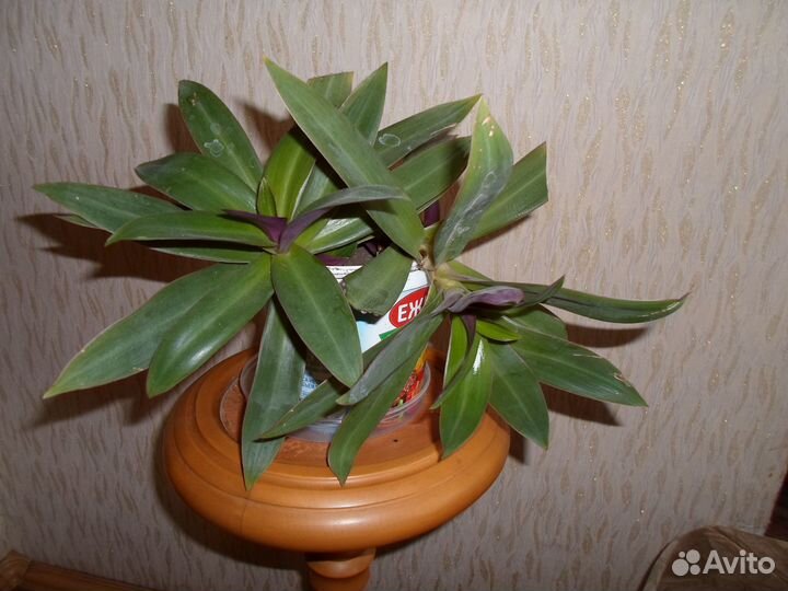 Комнатные цветы