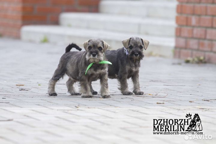Щенки цвергшнауцера