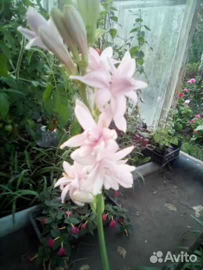 Полиантес тубероза