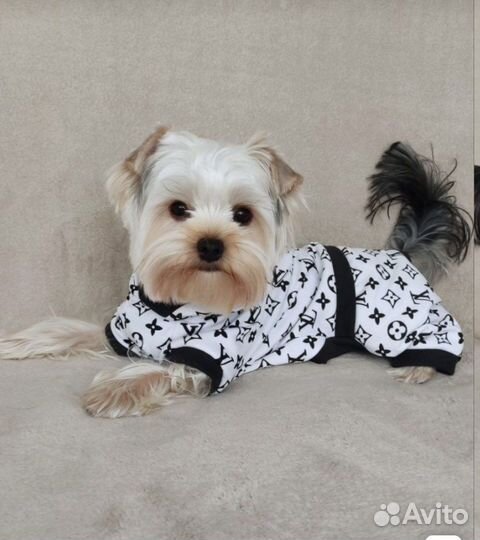 Вещи бу для собак мелких пород