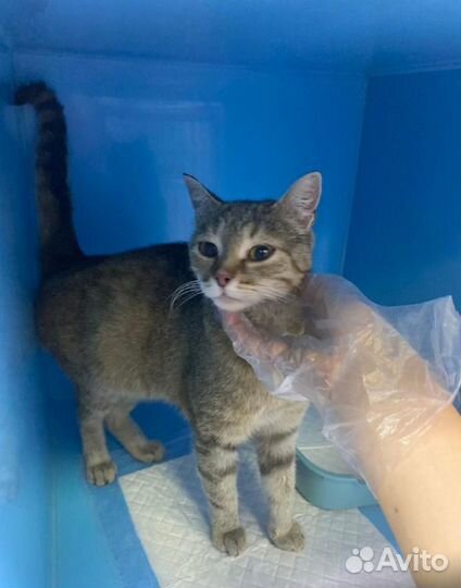 Кошка в добрые руки