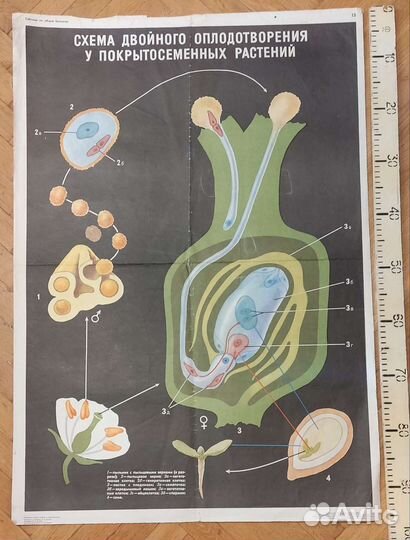 Плакаты (таблицы) учебные (биология) ч.2