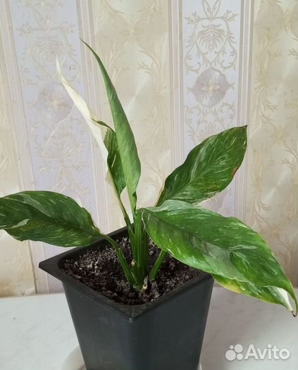 Комнатные растения Спатифиллум